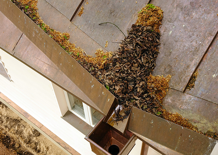 Désinsectisation Péronne - Traitement insectes, guêpes, blattes