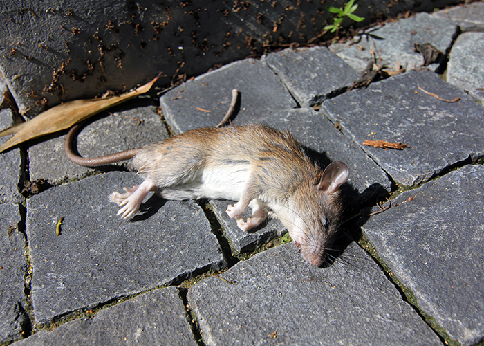 Dératisation Péronne - Dératiseur, extermination rat